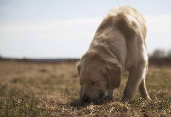 golden retriever