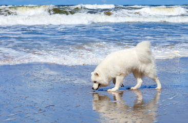 White dog Samoyed walks by the sea and sniffs wet sand.