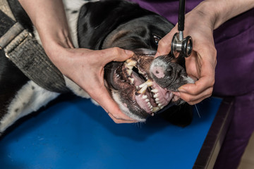 Le vétérinaire chirurgien effectue un détartrage et des soins dentaires sur un chien, un chat....