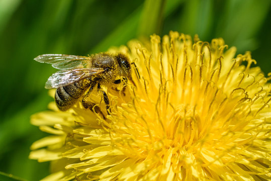bee collects nectar from dandelion close up.