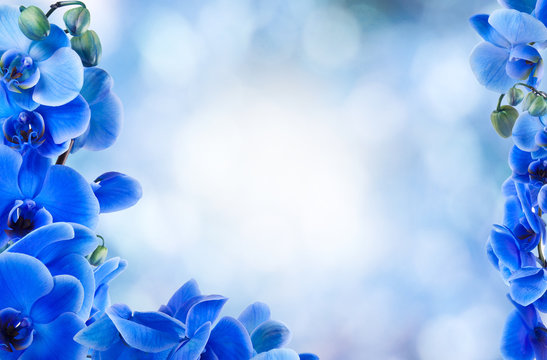 Fototapeta bouquet of blue orchids on the bottom