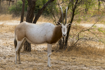 Fototapeta premium Oryx algazelle, Oryx dammah