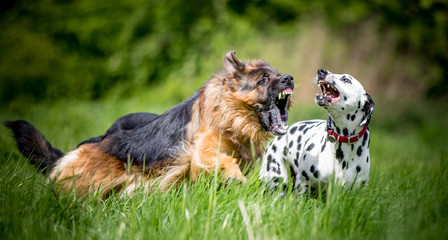 German Shepherd and Dalmatian