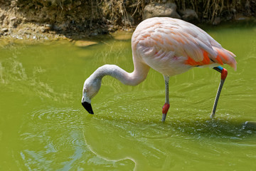 Flamant du Chili