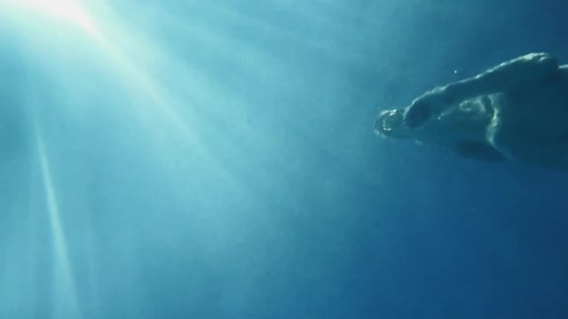 dog swimming underwater from below slow motion