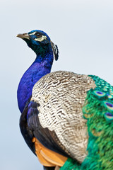 Obraz premium Paon bleu