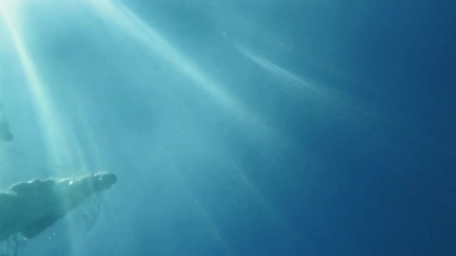 dog swimming underwater from below slow motion
