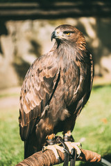 Obraz premium Sitting Golden Eagle Haliaeetus albicilla. Wild bird