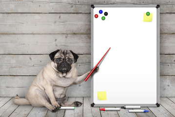 serious pug puppy dog sitting down, pointing at blank white board with yellow notes and magnets, on...
