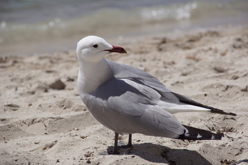 Mouette posée sur le sable blanc de la mer Méditerranée à Cala Galdana, île de Minorque,...