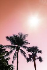 Palm trees silhouette against sun flares pink sky. Filter toned effect. Copy space