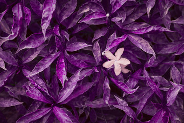 Purple leaves pattern. Filter toned. Background for fashion, beauty, lifestyle posters