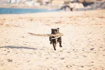 Staffordshire bull terrier playing at the beach