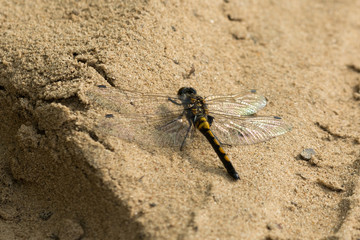 Dragonfly