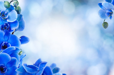 Naklejki  na dole bukiet niebieskich orchidei