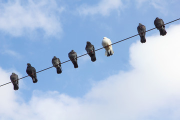 Obraz premium Dark and one white pigeons sits on a wire on sky background
