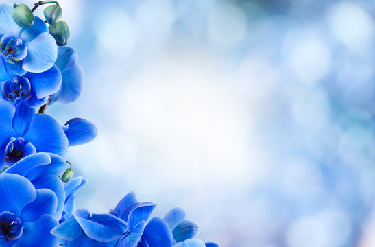 Fototapeta bouquet of blue orchids on the bottom