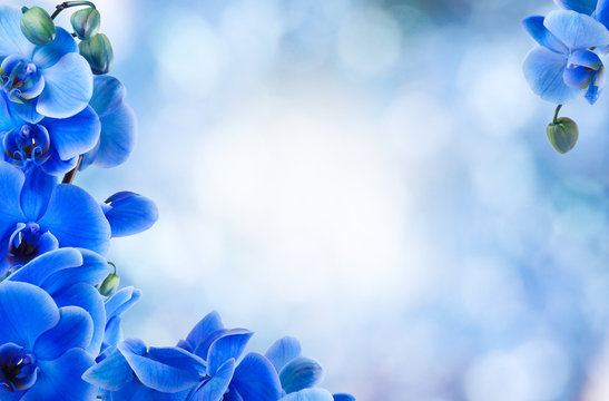Fototapeta bukiet niebieskich orchidei na dole