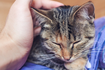 Cute cat being stroked by a hand.