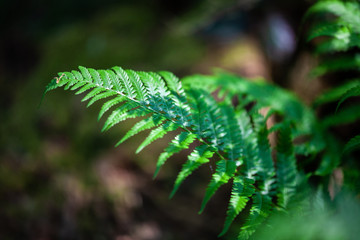 Bracken Leaf Bathed in sunlight