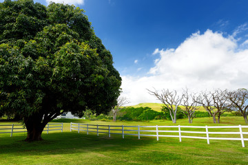 Obraz premium Giant mango tree near white fence. Beautiful landscape of south side of the Big Island of Hawaii