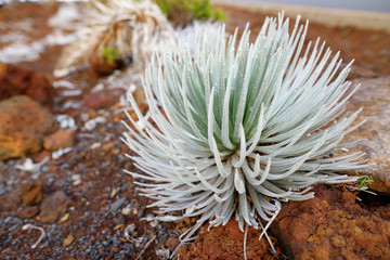 Haleakala silversword, highly endangered flowering plant endemic to the island of Maui, Hawaii. Argyroxiphium sandwicense subsp. sandwicense or Ahinahina.