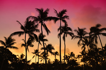Fototapeta na wymiar Palm trees silhouette on sunset tropical beach on Hawaii