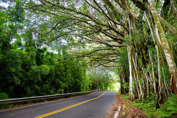 Famous Road to Hana fraught with narrow one-lane bridges, hairpin turns and incredible island views, curvy coastal road with views of cliffs, waterfalls, and miles of rainforest. Maui, Hawaii