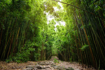 Path through dense bamboo forest, leading to famous Waimoku Falls. Popular Pipiwai trail in...
