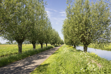 Fototapeta na wymiar Typical Dutch landscape in spring with willow trees, cyclepath, grass, ditch water and a blue sky with white clouds