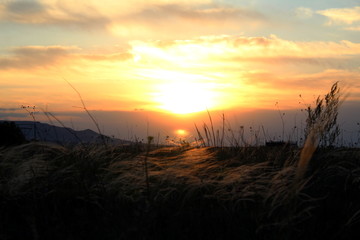 Grass in the rays of the setting sun.