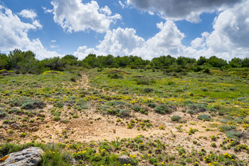 Fototapeta na wymiar Mallorca, Sun shining on green and yellow blooming sand dunes in springtime