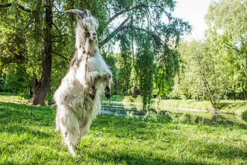 Naklejka na ściany i meble goat portrait in park