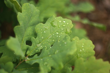Green oak leaves are covered with rain drops