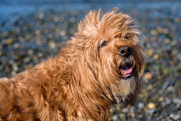 Close up portrait of a happy golden colored cockapoo dog on a Puget Sound rocky beach
