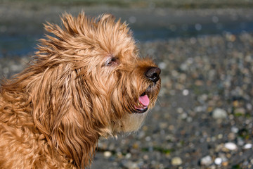 Close up portrait of a happy golden colored cockapoo dog on a Puget Sound rocky beach
