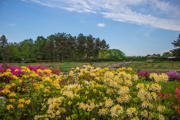 Bushes of bright colorful flowers on a background of blue sky