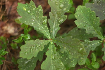 Green oak leaves are covered with rain drops