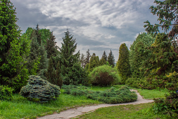 Fototapeta na wymiar Landscaped park of coniferous trees.