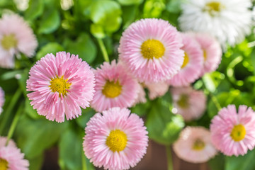 Fototapeta premium Rosa Gänseblümchen