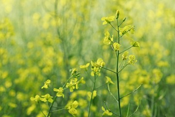 Detail of yellow oilseed rape plant growing in a field on a spring sunny day, bright colors, blurry green and yellow background