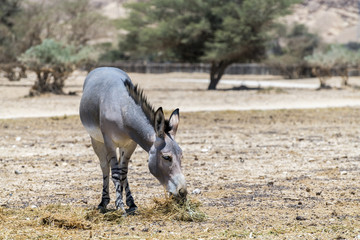 Somali wild donkey (Equus africanus). This species is extremely rare both in nature and in captivity. Nature Reserve Park, Israel