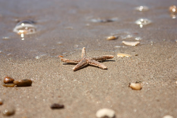 Starfish (species Asterias rubens) with shingle, view close-up on a coastal sea sand after the tide. The Bay of Biscay, Atlantic coast of France.