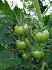 Томаты