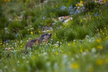marmot among flowers