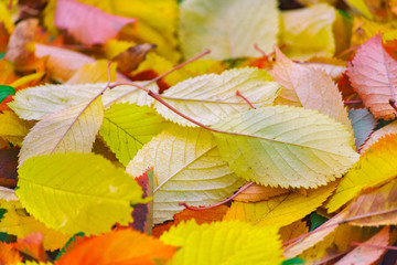 Artistic colorful cherry autumn season leaves background.