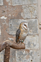 chouette effraie