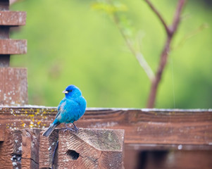 horizontal image of male Indigo Bunting bird on cedar arbor, light rain with soft green background