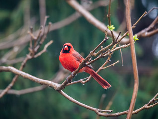 horizontal image male red cardinal sitting on tree branch,  soft defocused background
