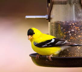 male gold finch on tube seed feeder, close up with soft defocused background